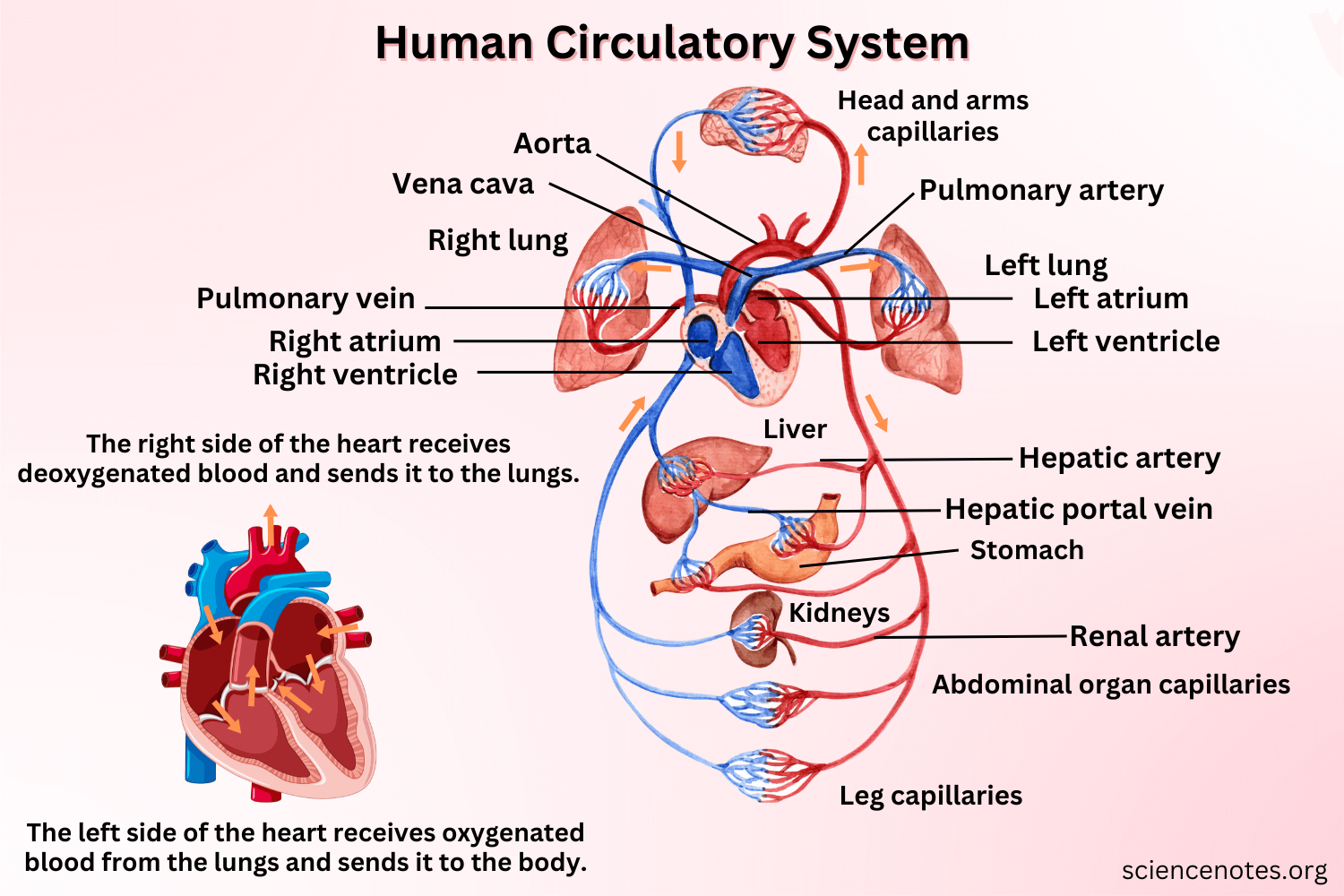 Circulatory System Or Cardiovascular System