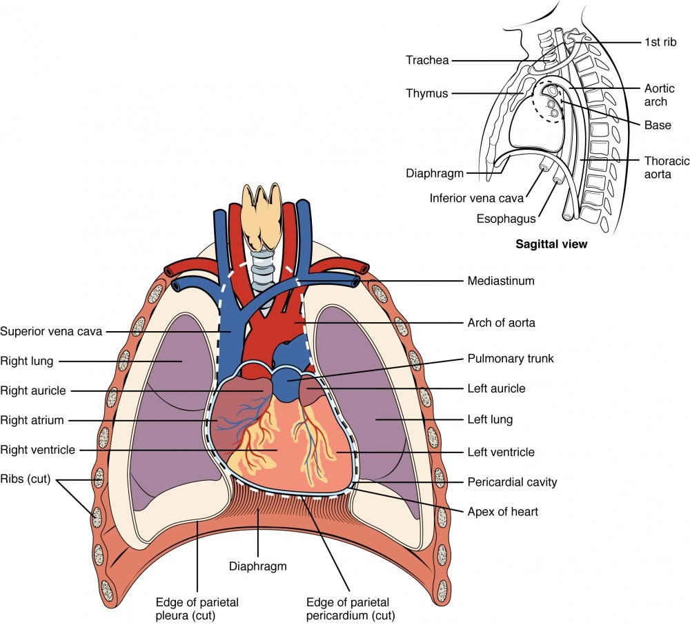 Heart Anatomy Anatomy And Physiology II
