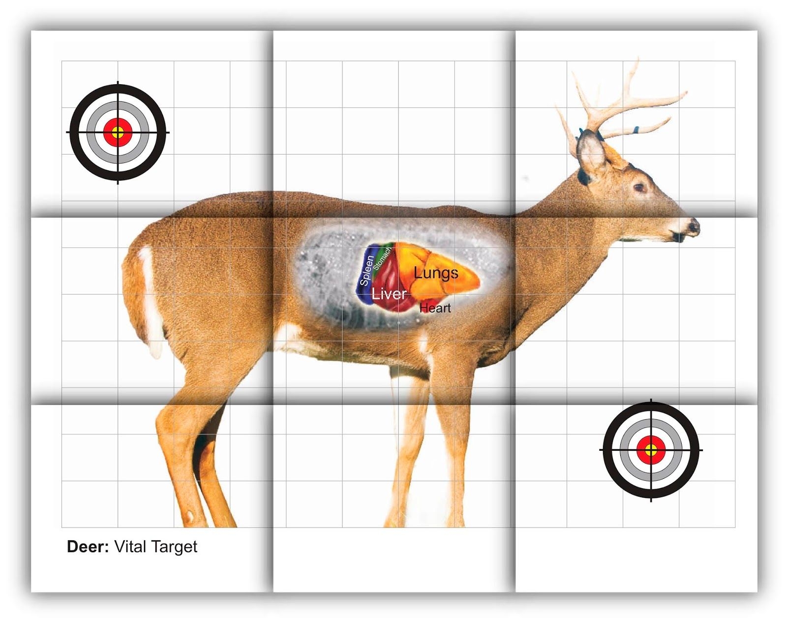 Rifle Targets