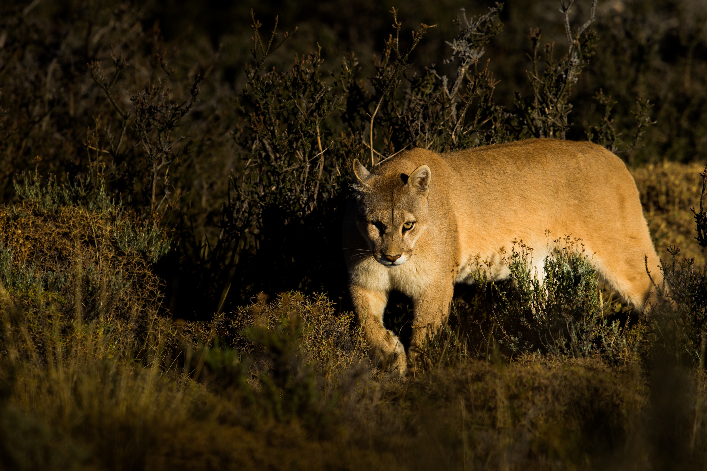 Stay Safe Mountain Lion Foundation
