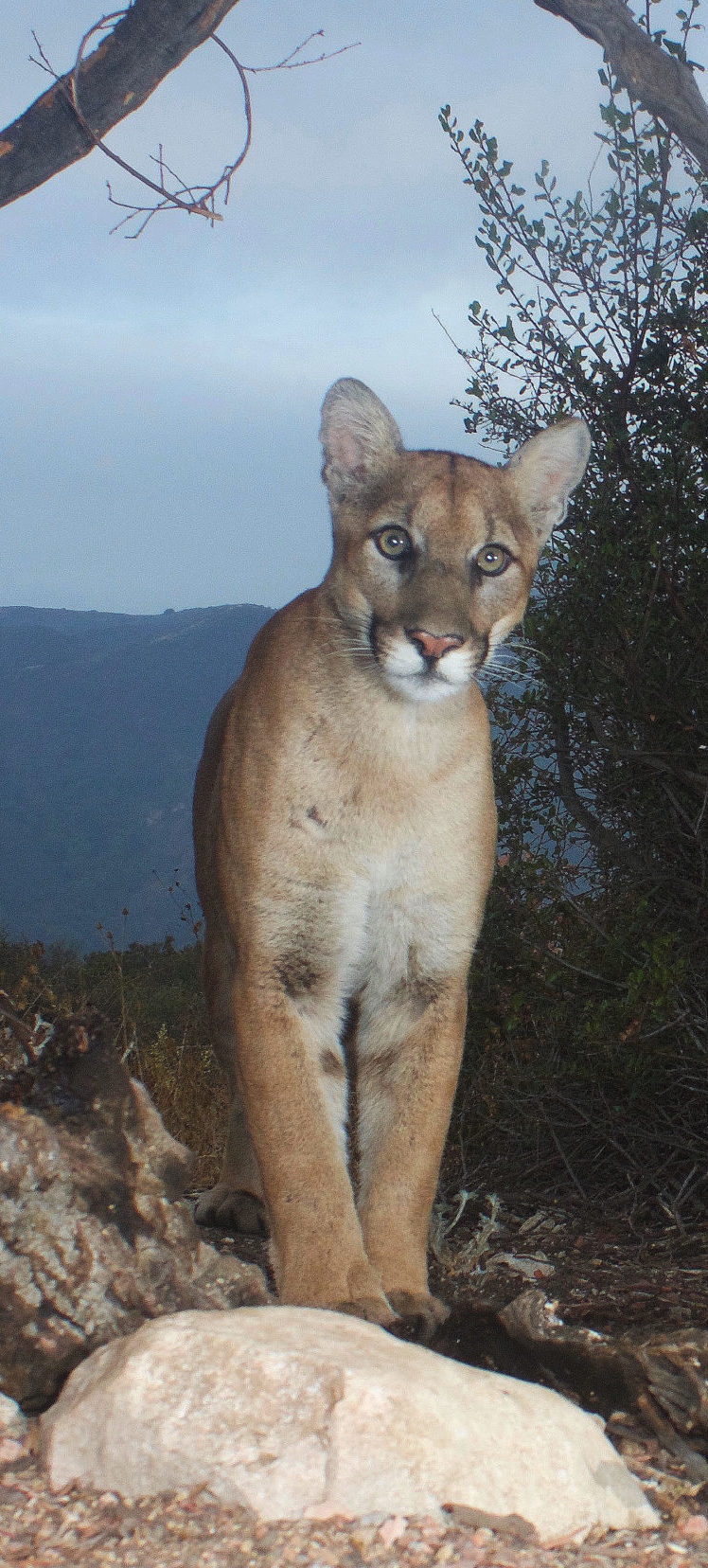 Stay Safe Mountain Lion Foundation